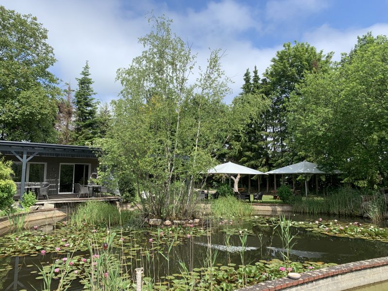 Teich mit Seerosen